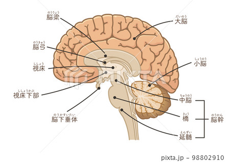 脳、大脳、脊髄、脳幹、小脳のイラスト 脳、大脳、脊髄、脳幹、小脳のイラスト 98802910