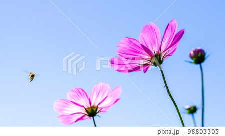朝空・秋晴れの朝陽光芒を浴びている美しい一輪の花イメージ(背景コピースペース)大自然のコスモス花 朝空・秋晴れの朝陽光芒を浴びている美しい一輪の花イメージ(背景コピースペース)大自然のコスモス花 98803305