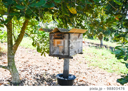 bee house beehive in the garden, wooden honeycomb in the tropical orchard under the tree bee house beehive in the garden, wooden honeycomb in the tropical orchard under the tree 98803476