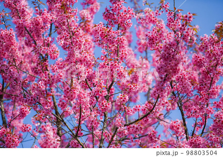 Wild Himalayan Cherry Blossom beautiful pink cherry blossoming flower branches on nature outdoors. Pink Sakura flowers of Thailand, dreamy romantic image spring, landscape Wild Himalayan Cherry Blossom beautiful pink cherry blossoming flower branches on nature outdoors. Pink Sakura flowers of Thailand, dreamy romantic image spring, landscape 98803504