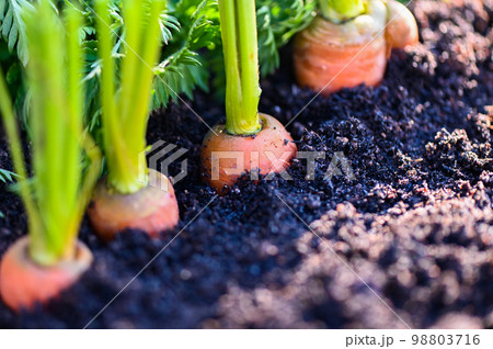 carrots growing in the soil organic farm carrot on ground , fresh carrots growing in carrot field vegetable grows in the garden harvest agricultural product nature 98803716