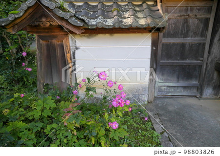 シュウメイギクの花 シュウメイギクの花 98803826