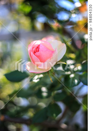バラの花 屋外撮影 バラの花 屋外撮影 98804330