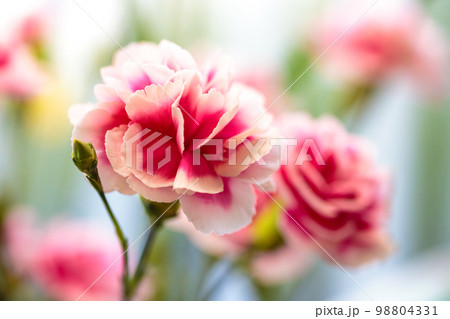 カーネーションの花 カーネーションの花 98804331
