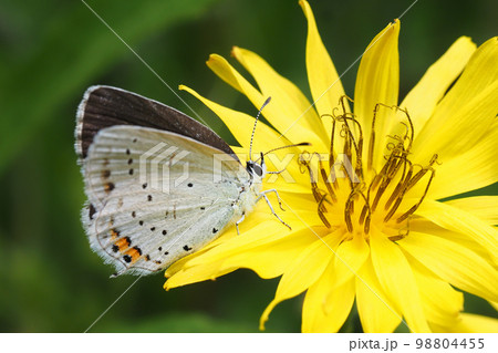 ツバメシジミ 98804455