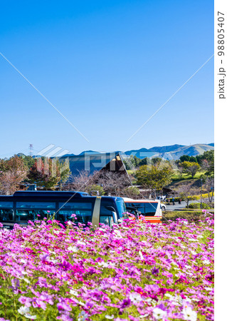秋景色イメージ　観光バスと阿蘇ミルク牧場周辺風景「行楽地・観光名所で有名な阿蘇ミルク牧場周辺風景」 98805407