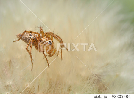タンポポの綿毛の上で獲物を待つササグモ 98805506