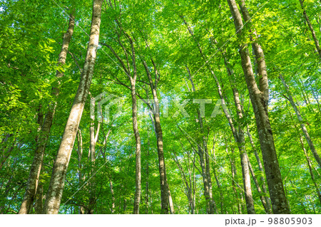 新緑・エコイメージ 98805903