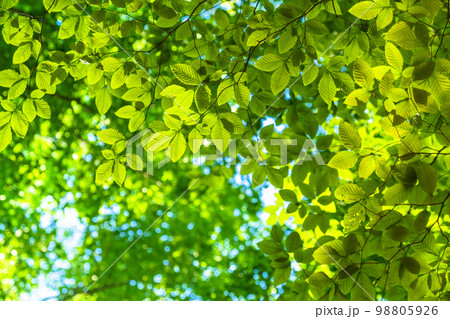 新緑・エコイメージ 98805926