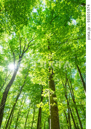 新緑・エコイメージ 新緑・エコイメージ 98805974