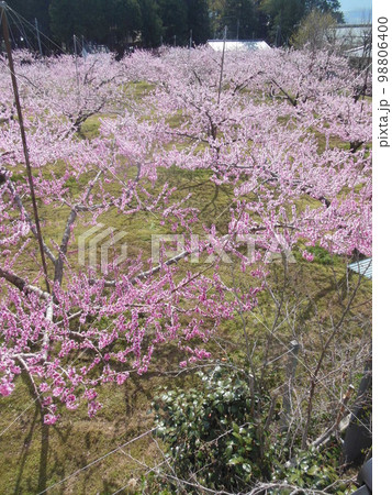 桃の花 桃の花 98806400