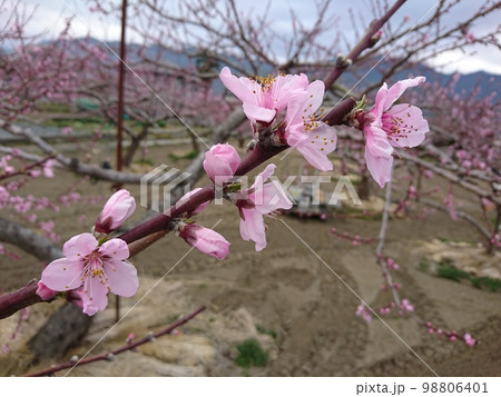 桃の花 桃の花 98806401