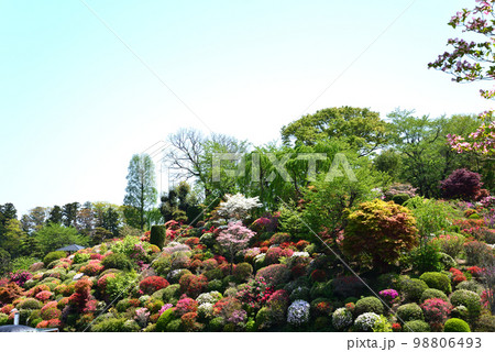 大桑原(おおかんばら)つつじ園へ行きました #53 大桑原(おおかんばら)つつじ園へ行きました #53 98806493