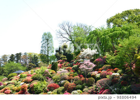 大桑原(おおかんばら)つつじ園へ行きました #54 大桑原(おおかんばら)つつじ園へ行きました #54 98806494