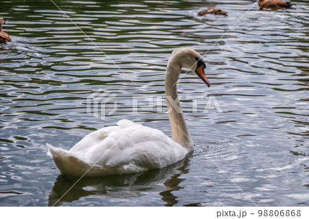 A graceful white swan swimming on a lake with dark water. The white swan is reflected in the water 98806868