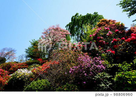 大桑原(おおかんばら)つつじ園へ行きました #67 大桑原(おおかんばら)つつじ園へ行きました #67 98806960