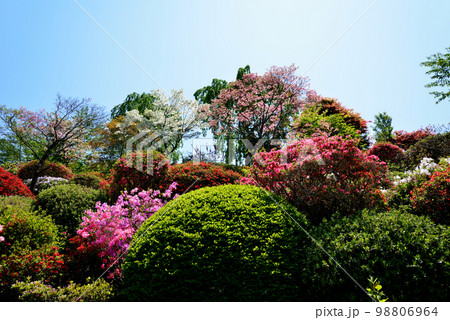 大桑原(おおかんばら)つつじ園へ行きました #69 大桑原(おおかんばら)つつじ園へ行きました #69 98806964