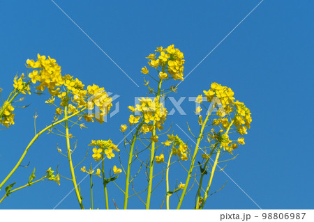 春のイメージ(菜の花:canola flower) 春のイメージ(菜の花:canola flower) 98806987