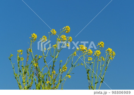 春のイメージ(菜の花:canola flower) 春のイメージ(菜の花:canola flower) 98806989