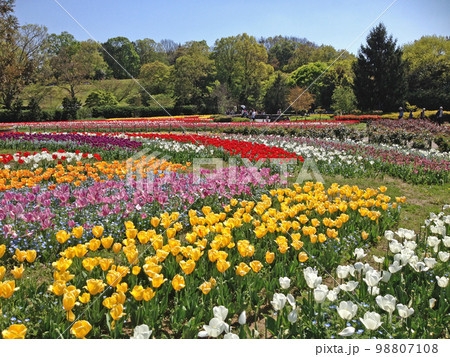 馬見丘陵公園のチューリップ 馬見丘陵公園のチューリップ 98807108