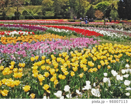 馬見丘陵公園のチューリップ 馬見丘陵公園のチューリップ 98807113