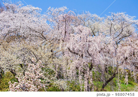 日本さくら名所100選 山形 烏帽子山公園 日本さくら名所100選 山形 烏帽子山公園 98807458