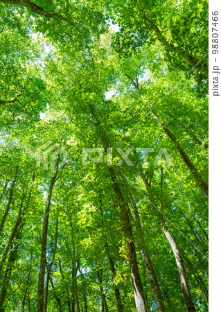 新緑・エコイメージ 新緑・エコイメージ 98807466