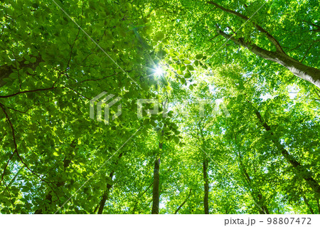 新緑・エコイメージ 98807472