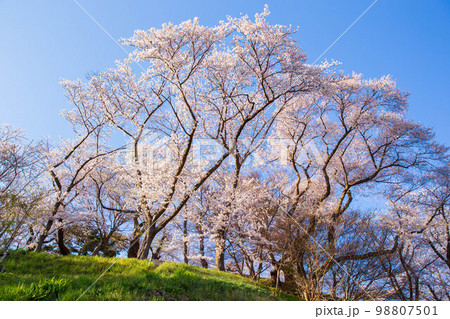 日本さくら名所100選　山形　烏帽子山公園 98807501