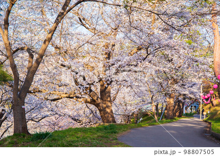 日本さくら名所100選　山形　烏帽子山公園 98807505