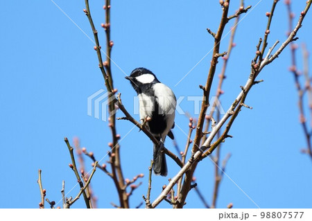 枝にとまるシジュウカラ 枝にとまるシジュウカラ 98807577
