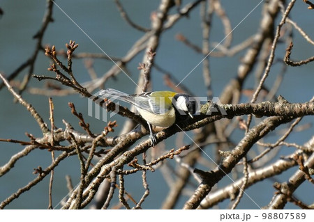 枝にとまるシジュウカラ 98807589