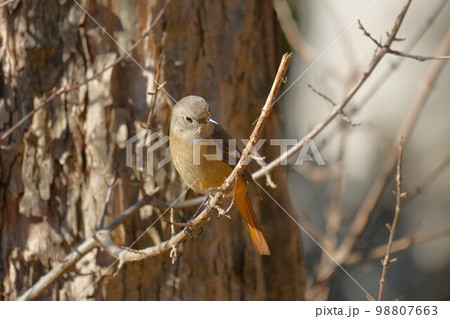 枝にとまるジョウビタキ 98807663