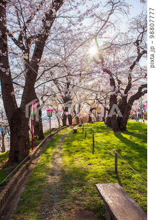 日本さくら名所100選　山形　烏帽子山公園 98807777