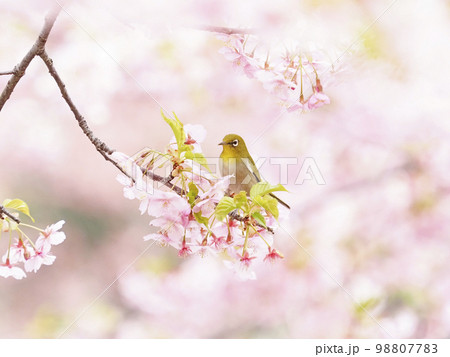 河津桜とメジロ 98807783