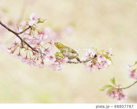 河津桜とメジロ 98807787