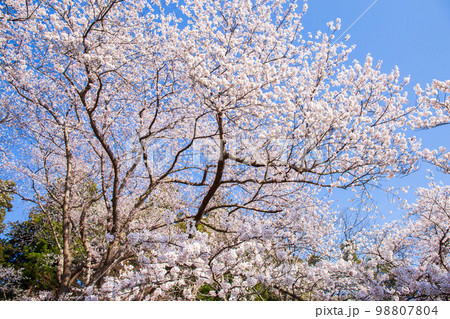 日本さくら名所100選 山形 烏帽子山公園 日本さくら名所100選 山形 烏帽子山公園 98807804