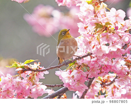 河津桜とメジロ 98807805