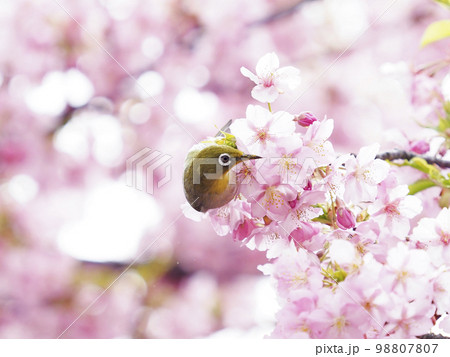 河津桜とメジロ 河津桜とメジロ 98807807