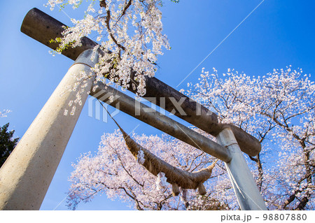 日本さくら名所100選　山形　烏帽子山公園　石鳥居 98807880
