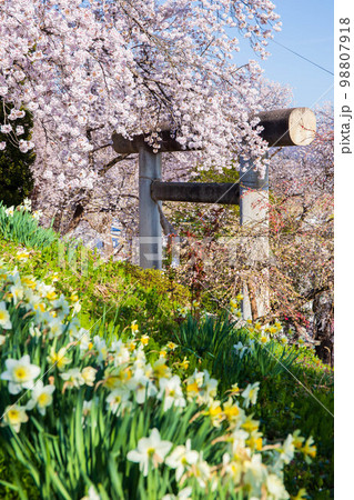 日本さくら名所100選　山形　烏帽子山公園　石鳥居 98807918