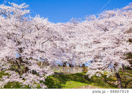 日本さくら名所100選　山形　烏帽子山公園 98807919