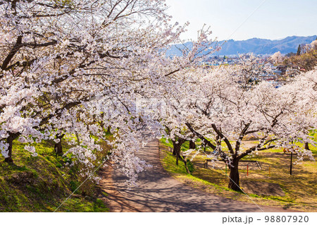 日本さくら名所100選　山形　烏帽子山公園 98807920