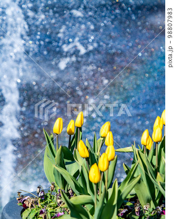 虹色に煌めく噴水と満開の黄色いチューリップの爽やかな景色 98807983