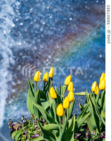 虹色に煌めく噴水と満開の黄色いチューリップの爽やかな景色 98807985