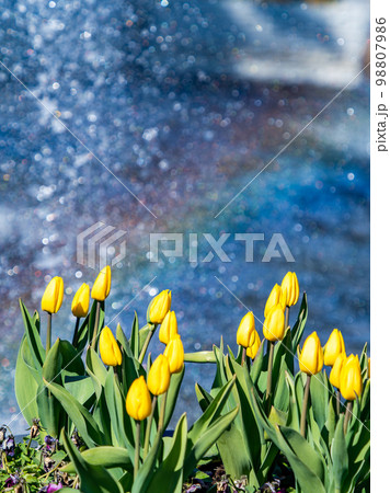 虹色に煌めく噴水と満開の黄色いチューリップの爽やかな景色 98807986