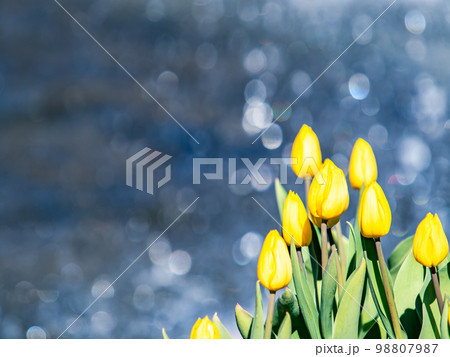 煌めく噴水と満開の黄色いチューリップの爽やかな景色 98807987