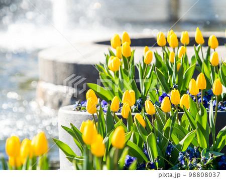煌めく噴水と満開の黄色いチューリップの爽やかな景色 98808037