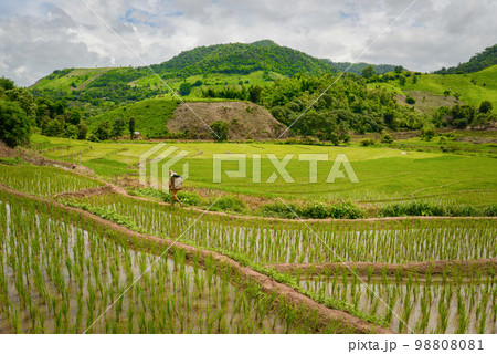The rice terraces field in Chiangrai province of northern part of Thailand. The rice terraces field in Chiangrai province of northern part of Thailand. 98808081