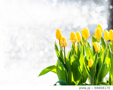 煌めく噴水と満開の黄色いチューリップの爽やかな景色 98808170